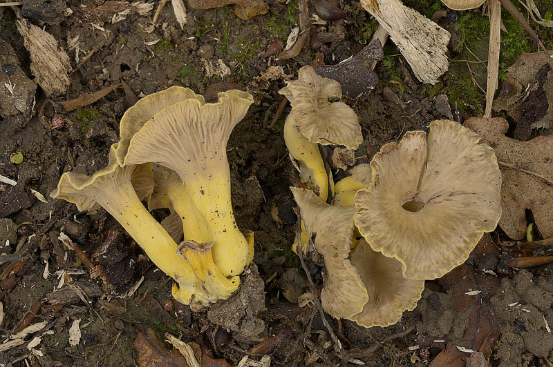 Craterellus melanoxeros